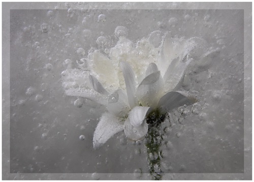 Iced chrysanthemum.jpg
